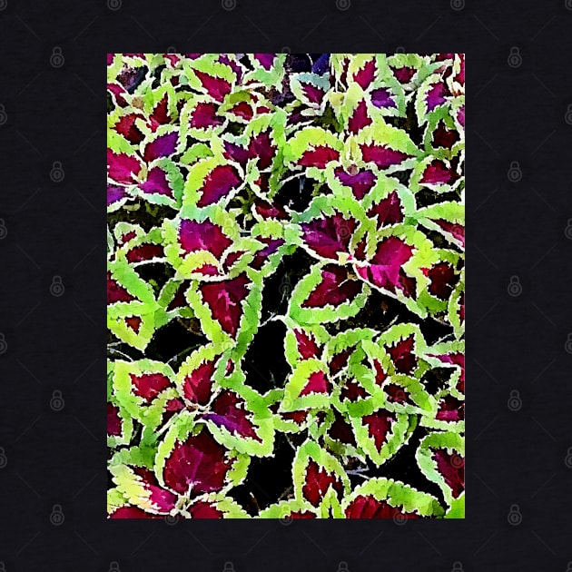 coleus leaves pattern by Banyu_Urip